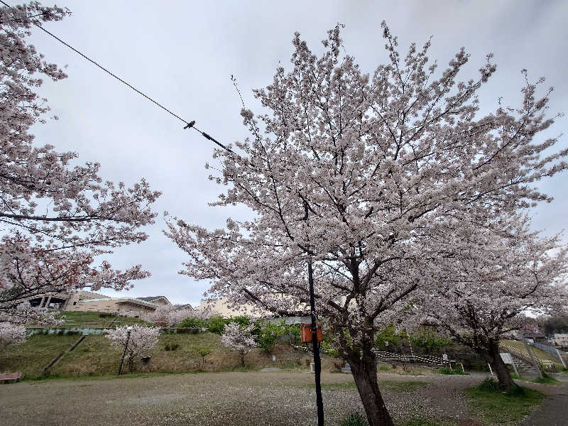 yukimi.Dさんの竜泉寺の湯 八王子みなみ野店のサ活写真