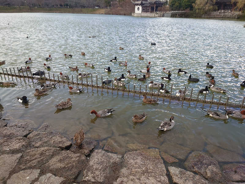 バクシンオーさんの鶴見緑地湯元水春のサ活写真