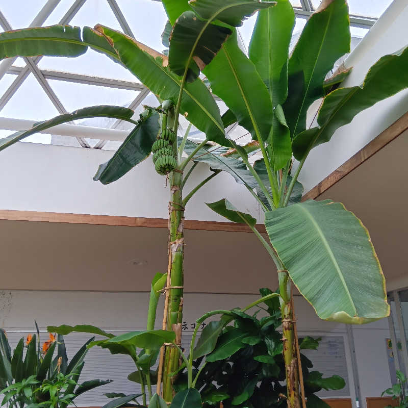 山手さんの安平町ぬくもりの湯のサ活写真