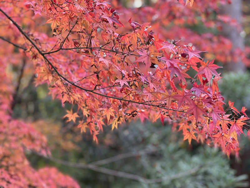らむね@マカえんsumikaそしてサウナさんの綱島源泉 湯けむりの庄のサ活写真