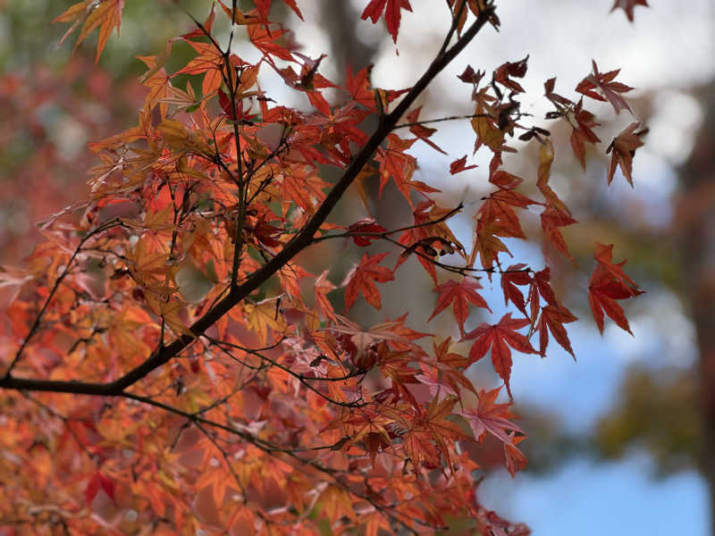 らむね@マカえんsumikaそしてサウナさんの綱島源泉 湯けむりの庄のサ活写真