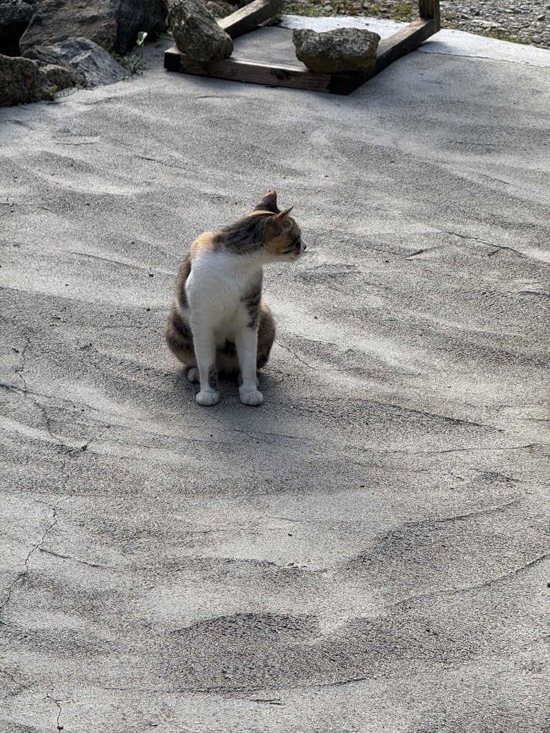 じゅりたさんの亜熱帯サウナのサ活写真