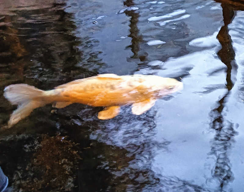 ぽんちゃんさんの花園温泉のサ活写真