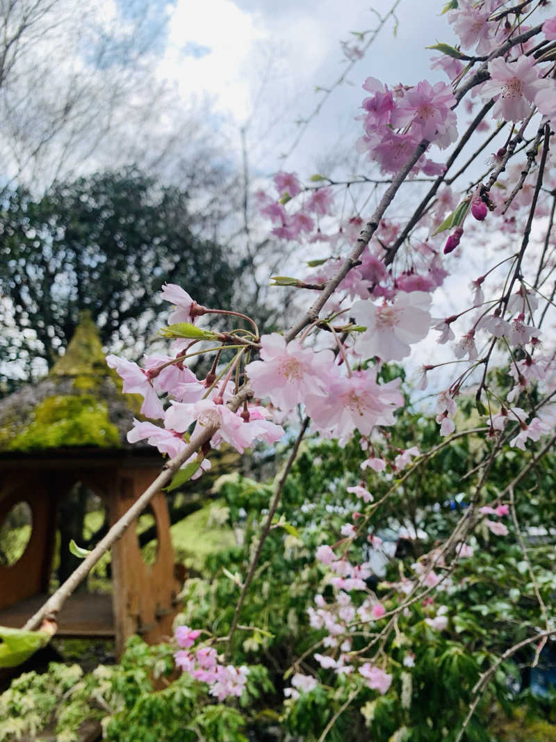 あみさんの御殿場高原 天然温泉 茶目湯殿のサ活写真
