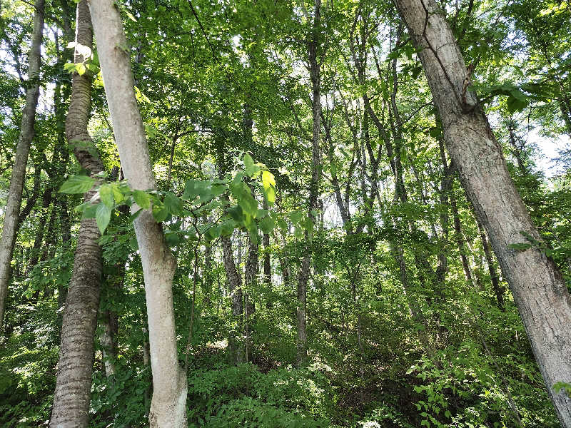 Kazusaunaさんの軽井沢プライベートアウトドアサウナkaveriのサ活写真