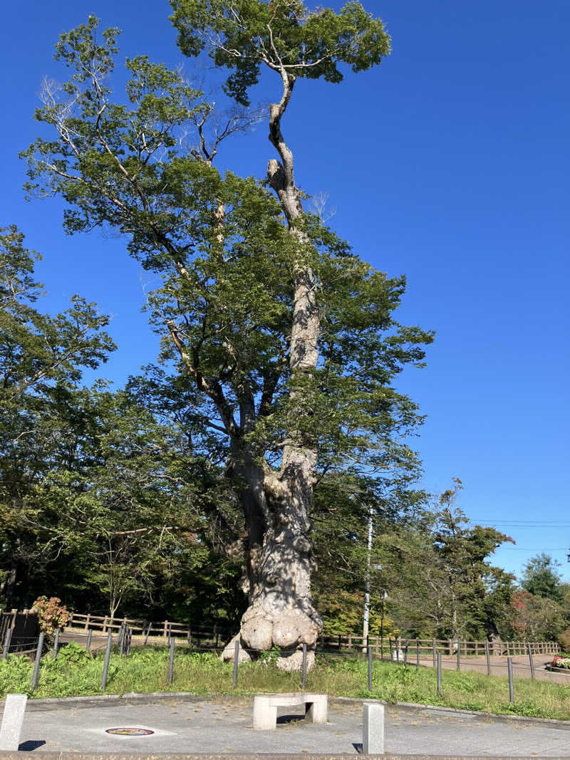 kzk001さんの割烹温泉 観音湯のサ活写真