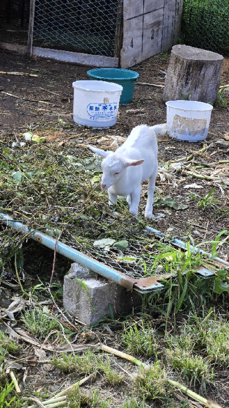 やなくさんの多摩川源流 小菅の湯のサ活写真