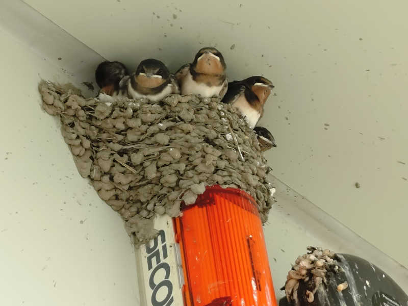 彭城杢人@不調さんの由良里の湯のサ活写真