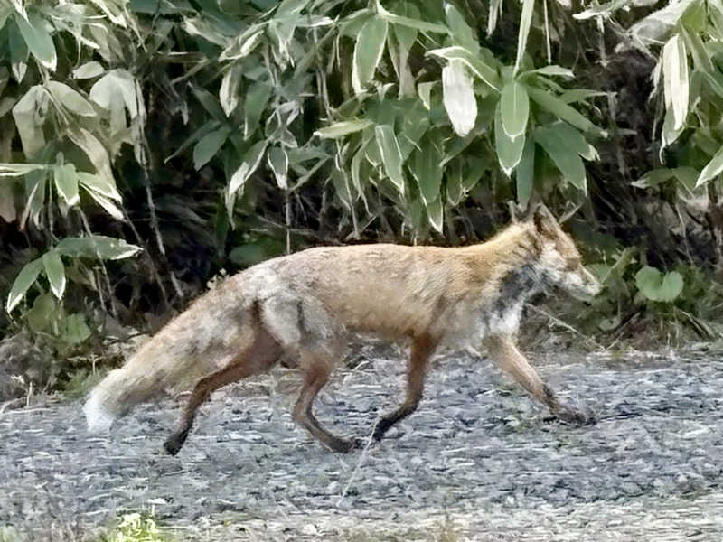 さうなソロキャンプさんの湯の花 朝里殿のサ活写真