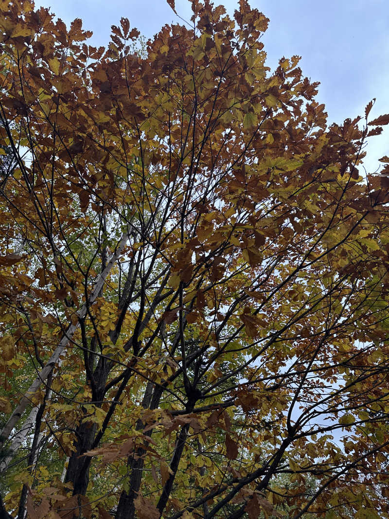 みっちさんの定山渓 鶴雅リゾートスパ 森の謌のサ活写真