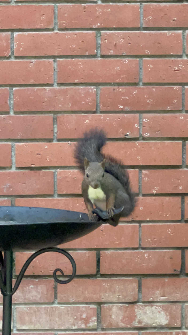 しまさんの森のスパリゾート 北海道ホテルのサ活写真