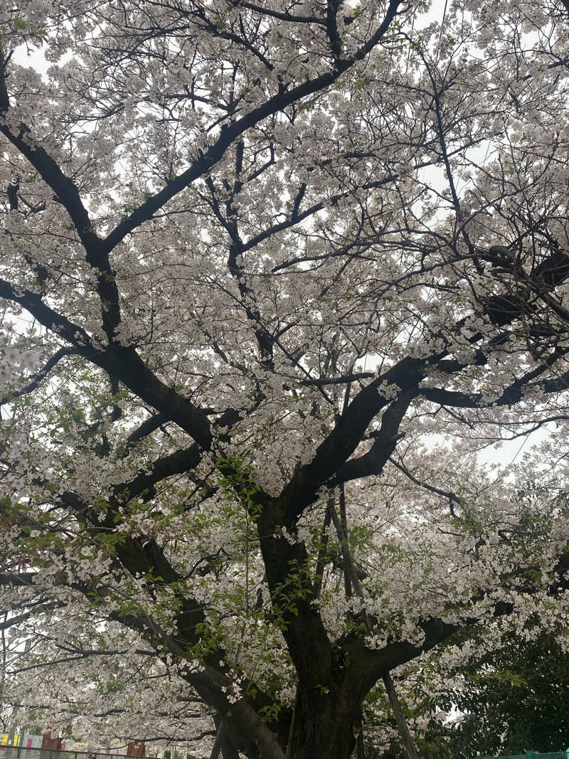 ハスブラさんの平和湯のサ活写真