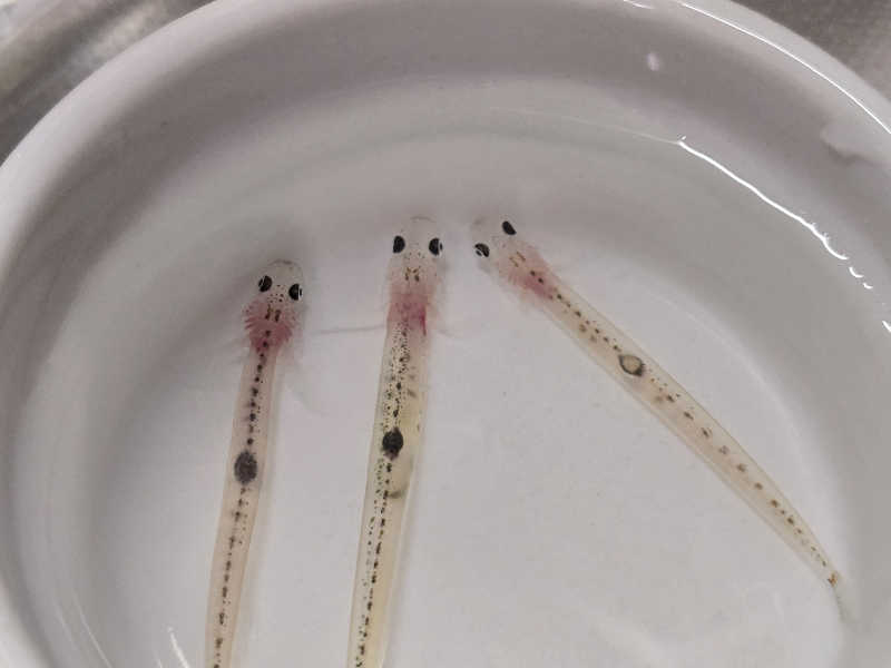 はなびぃさんのかっぱのゆのサ活写真