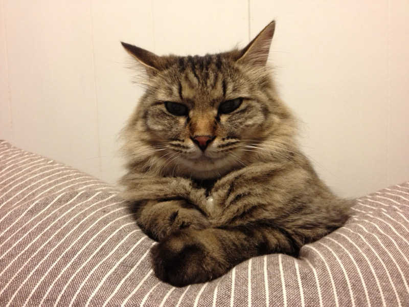 captain877さんの西尾温泉 茶の湯のサ活写真