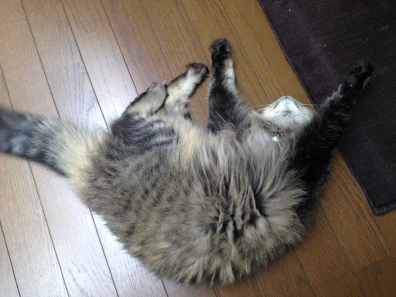 captain877さんの千人風呂のサ活写真