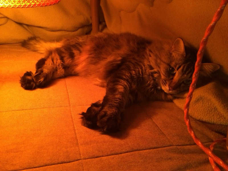 captain877さんのコロナの湯 豊川店 (ホテルキャッスルイン豊川)のサ活写真