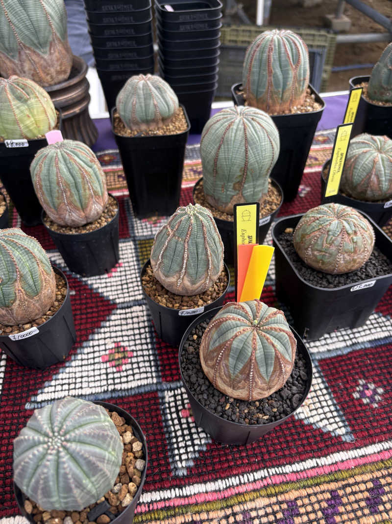 パパガメさんのNo.12 Kashima Fan Zoneのサ活写真