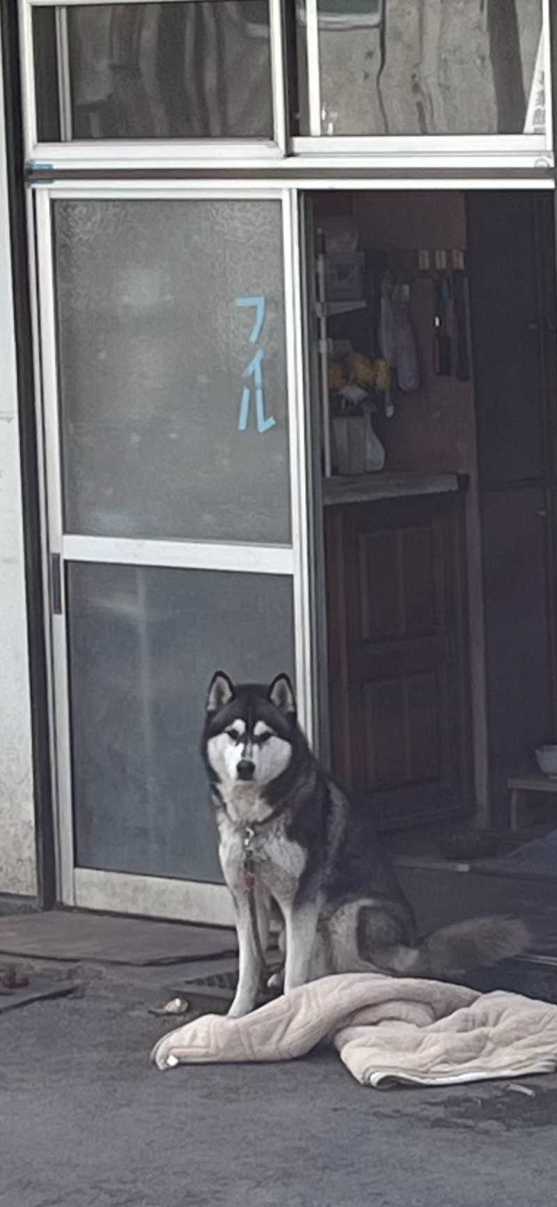 サウナコレクターさんの松の湯のサ活写真