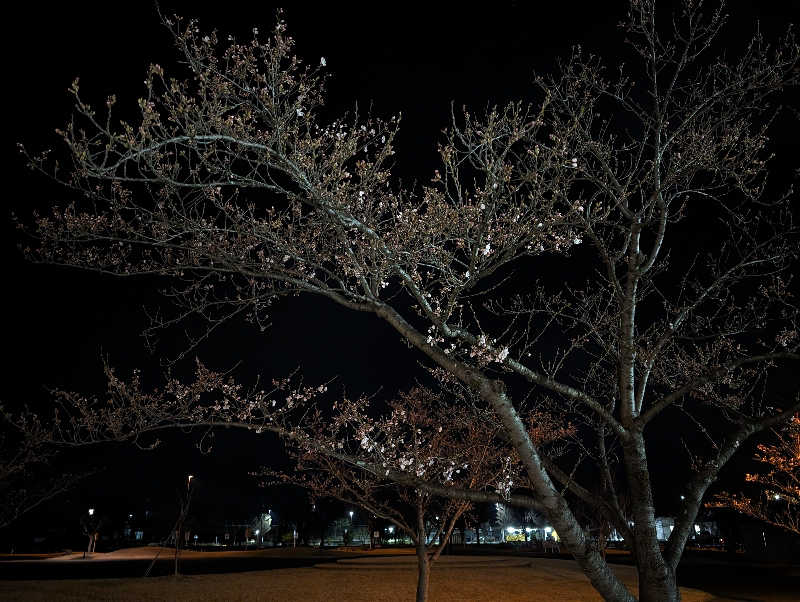 ハルイチさんの寒河江花咲か温泉 ゆ〜チェリーのサ活写真