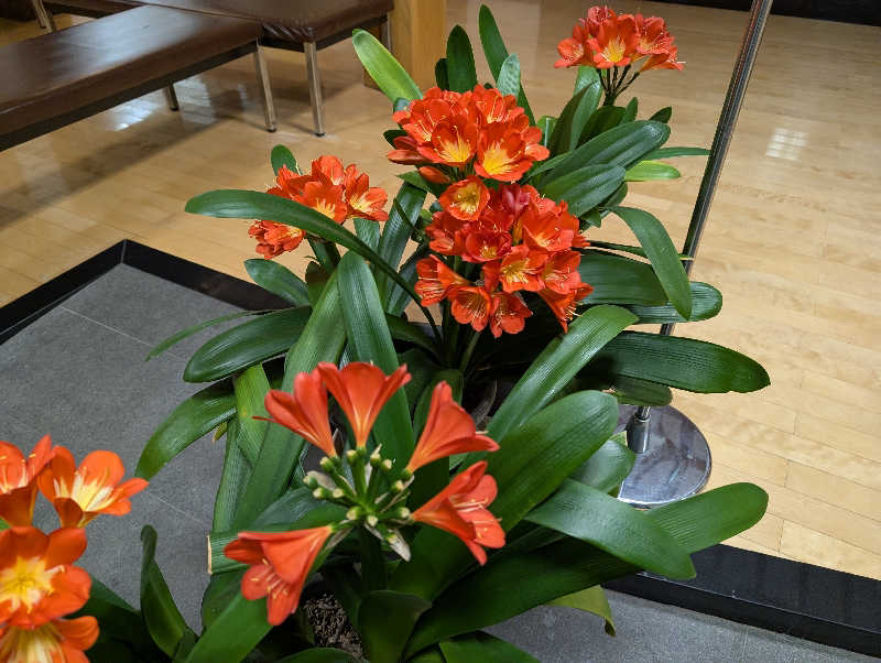 ハルイチさんの沼木温泉 辻ヶ花のサ活写真