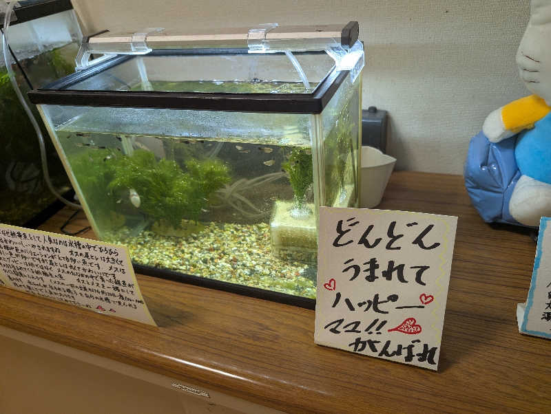 ハルイチさんの沼木温泉 辻ヶ花のサ活写真