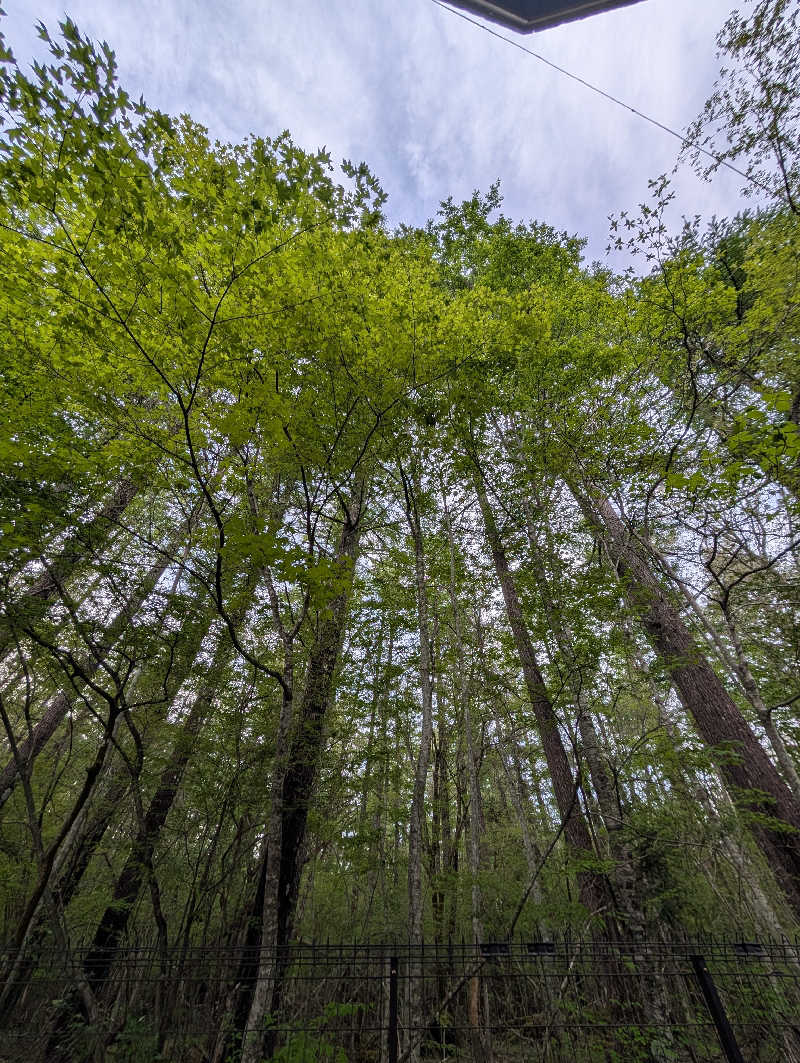 カカさんのCachette foretのサ活写真