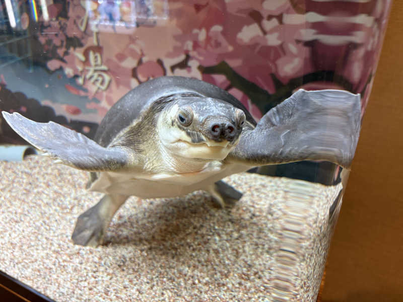 himakoさんの松本湯のサ活写真