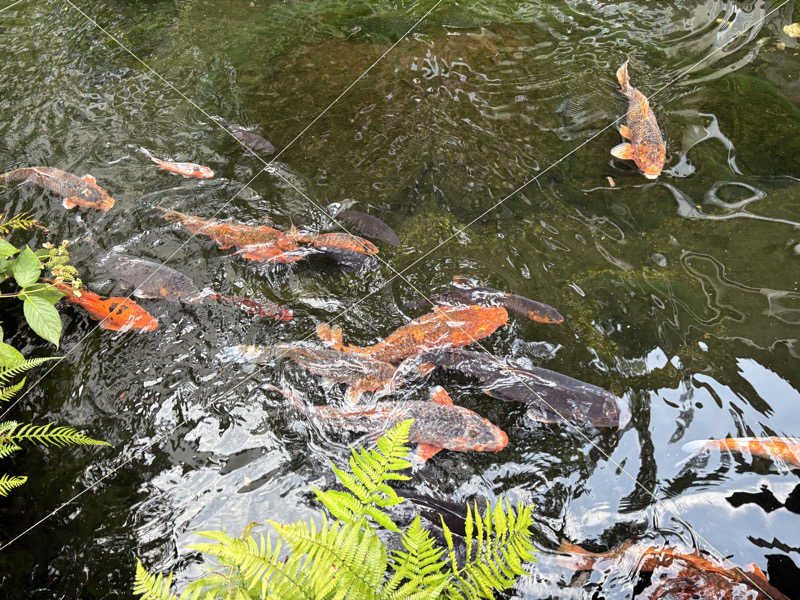 himakoさんの花の宿 松やのサ活写真