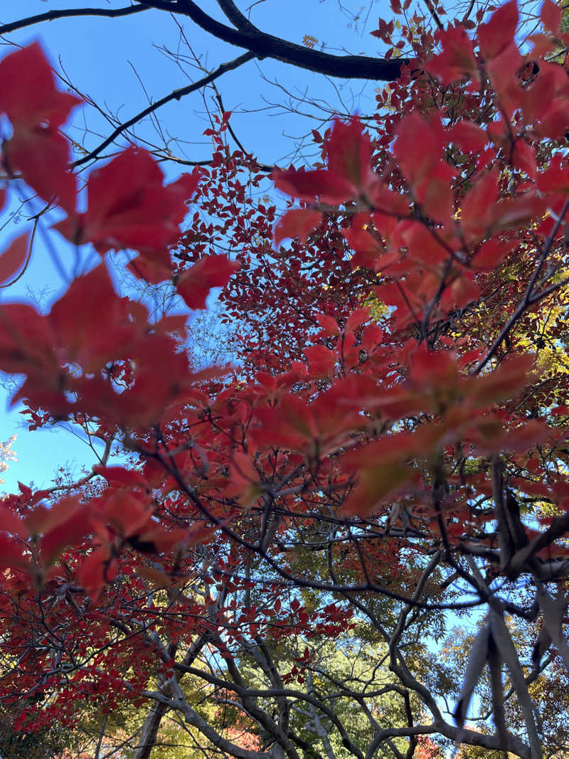 ロキソニンさんの東京染井温泉 SAKURAのサ活写真