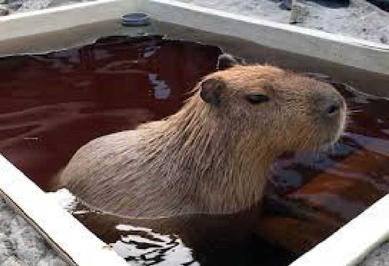 サウナー555さんの石狩天然温泉 番屋の湯のサ活写真