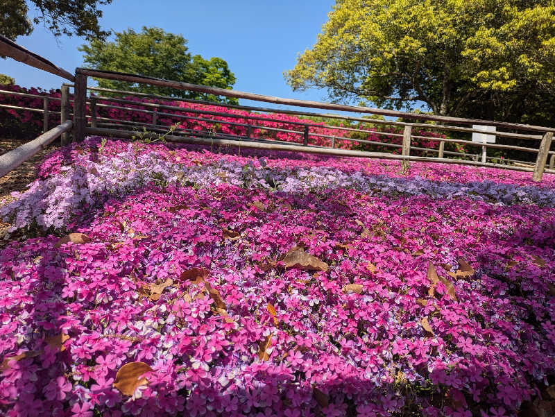 湯ーキャンスマイルさんの西ノ市温泉 蛍の湯(ホタルサウナ)のサ活写真