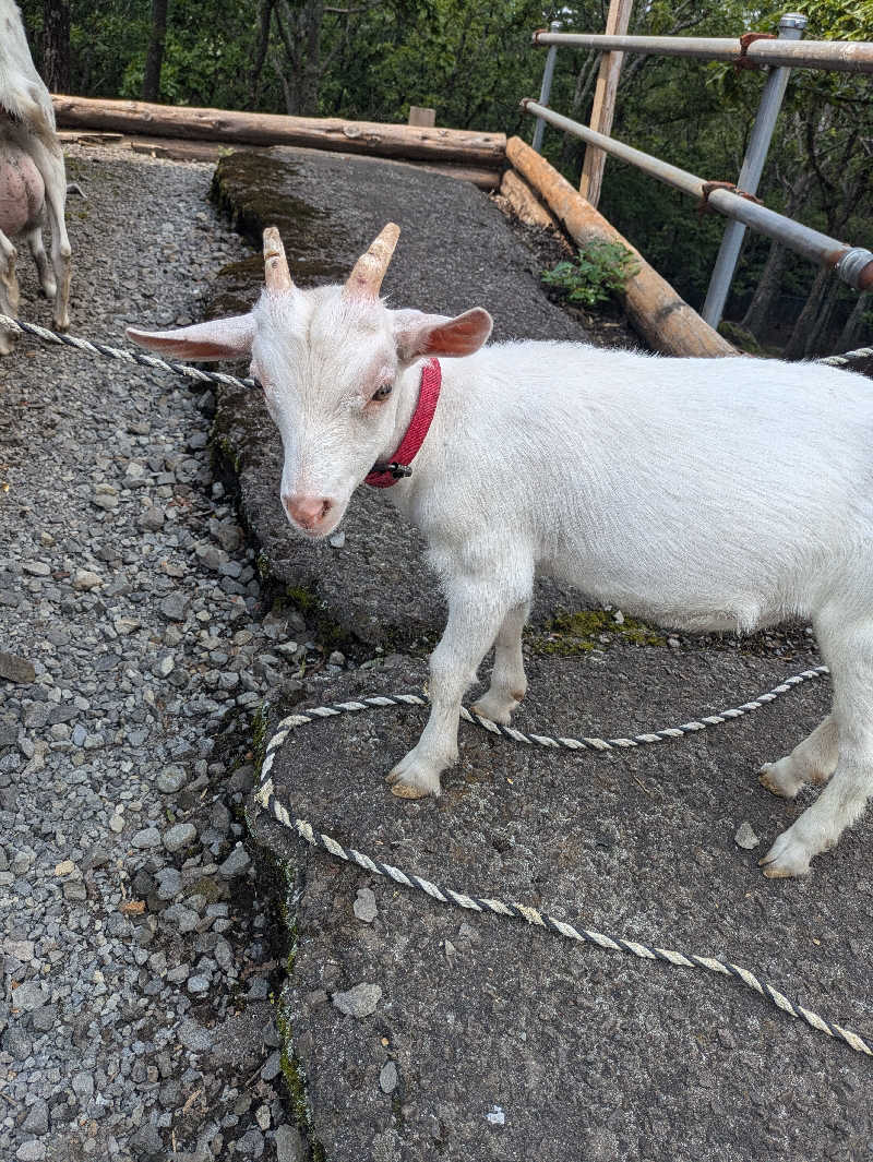 湯ーキャンスマイルさんのヌクヌクの湯のサ活写真