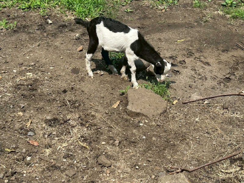 湯ーキャンスマイルさんのヌクヌクの湯のサ活写真