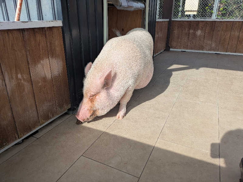 湯ーキャンスマイルさんのまるた屋温泉 西方の湯のサ活写真