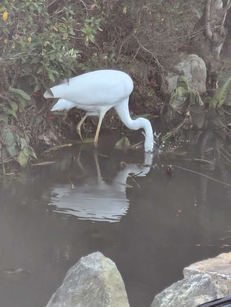 湯ーキャンスマイルさんの川棚温泉 ぴーすふる青竜泉のサ活写真