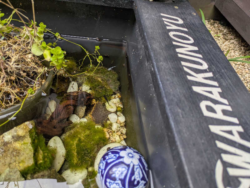 湯ーキャンスマイルさんの天然温泉 和楽の湯 下関せいりゅうのサ活写真