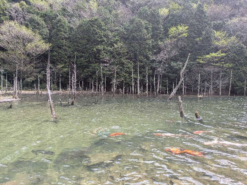 湯ーキャンスマイルさんの一の俣温泉グランドホテルのサ活写真