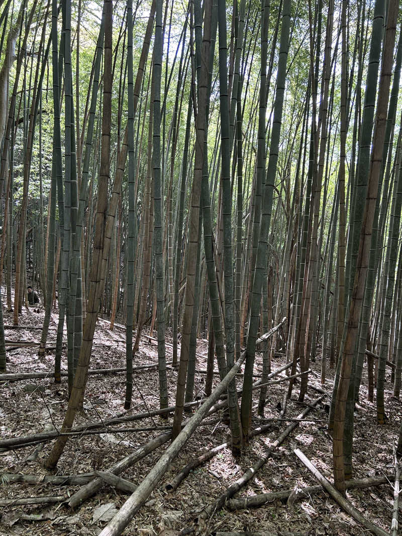 samtos♨️さんのうたたねカフェ さくらの湯のサ活写真