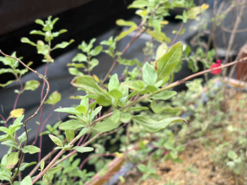 はっするさんの北加賀屋MULTI BARTHEのサ活写真