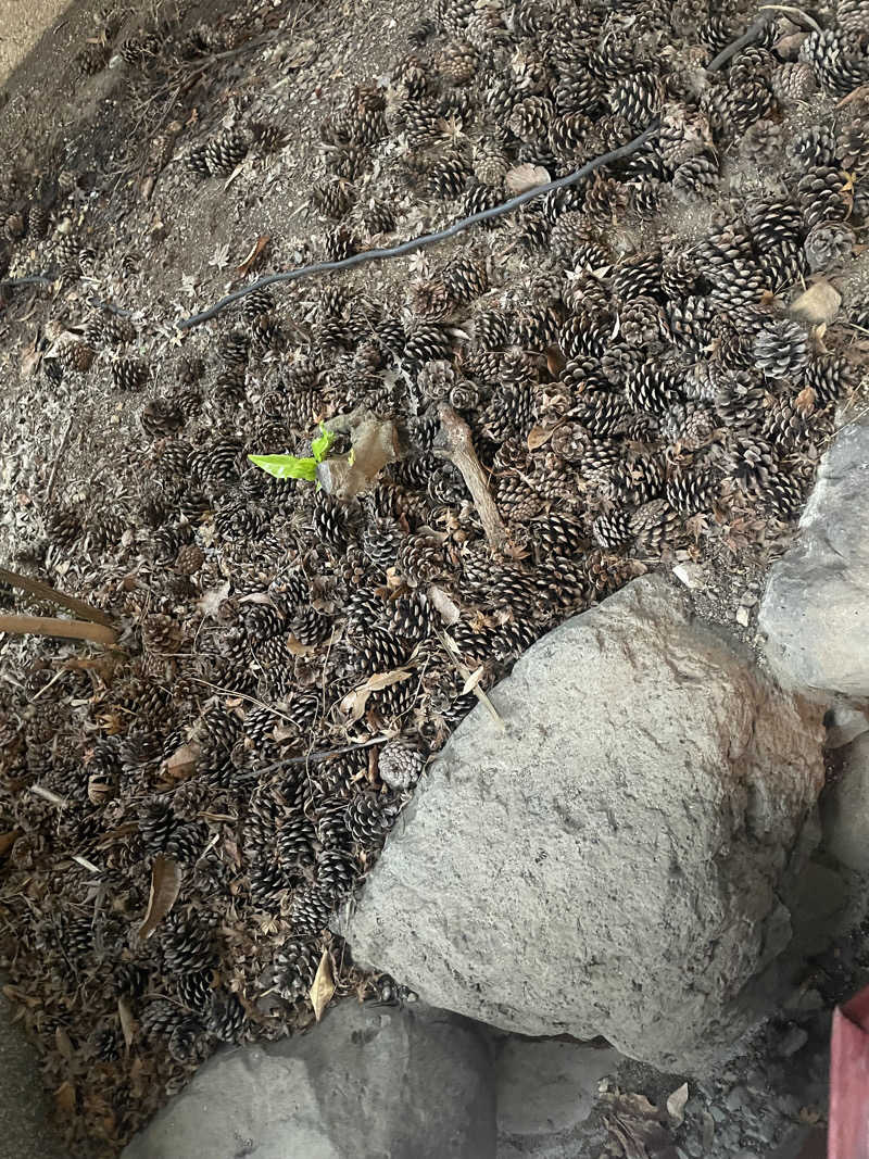 リックックさんの武雄温泉 大正浪漫の宿 京都屋のサ活写真