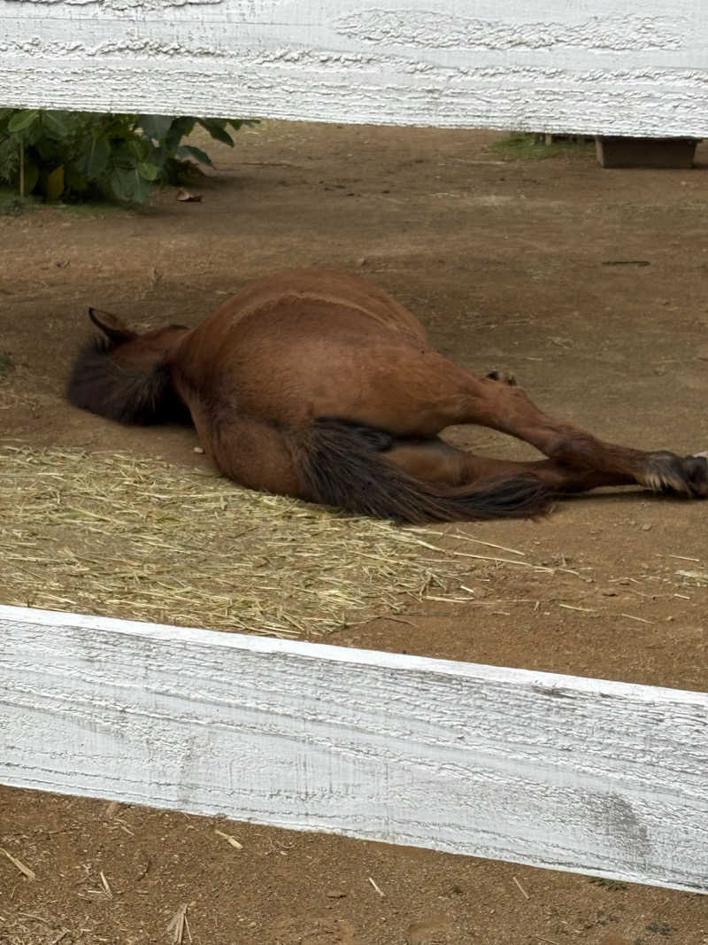 やさんの猿人の湯 (ユインチホテル南城)のサ活写真