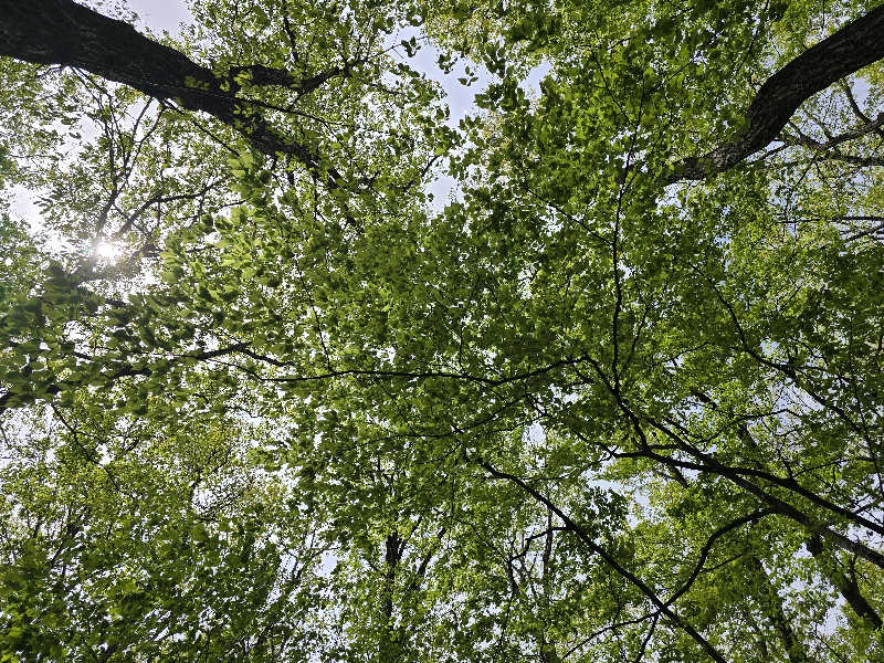 940さんの森の天空サウナ&露天風呂のサ活写真