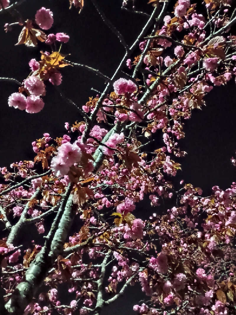 フコロミオンさんの天然温泉 ふみぞの湯のサ活写真