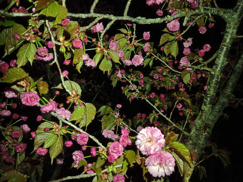 フコロミオンさんの天然温泉 ふみぞの湯のサ活写真