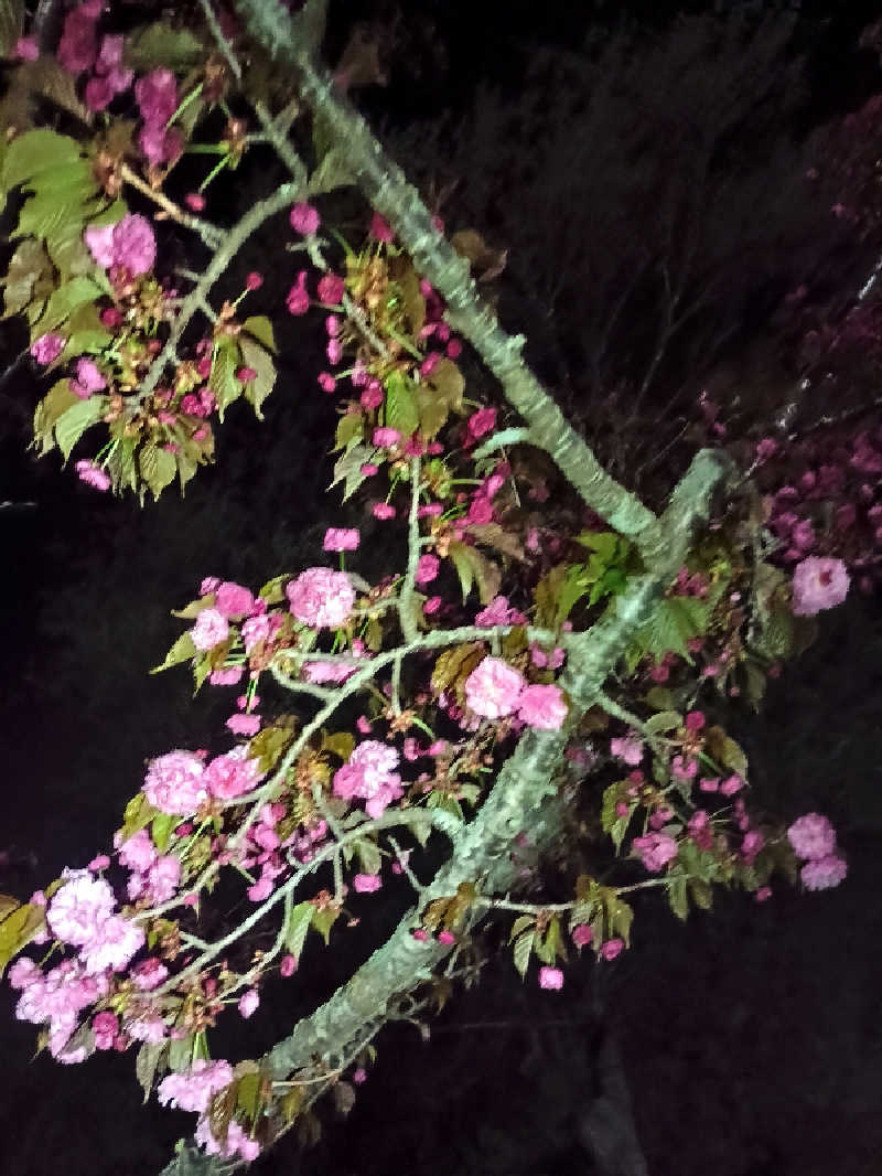 フコロミオンさんの天然温泉 ふみぞの湯のサ活写真