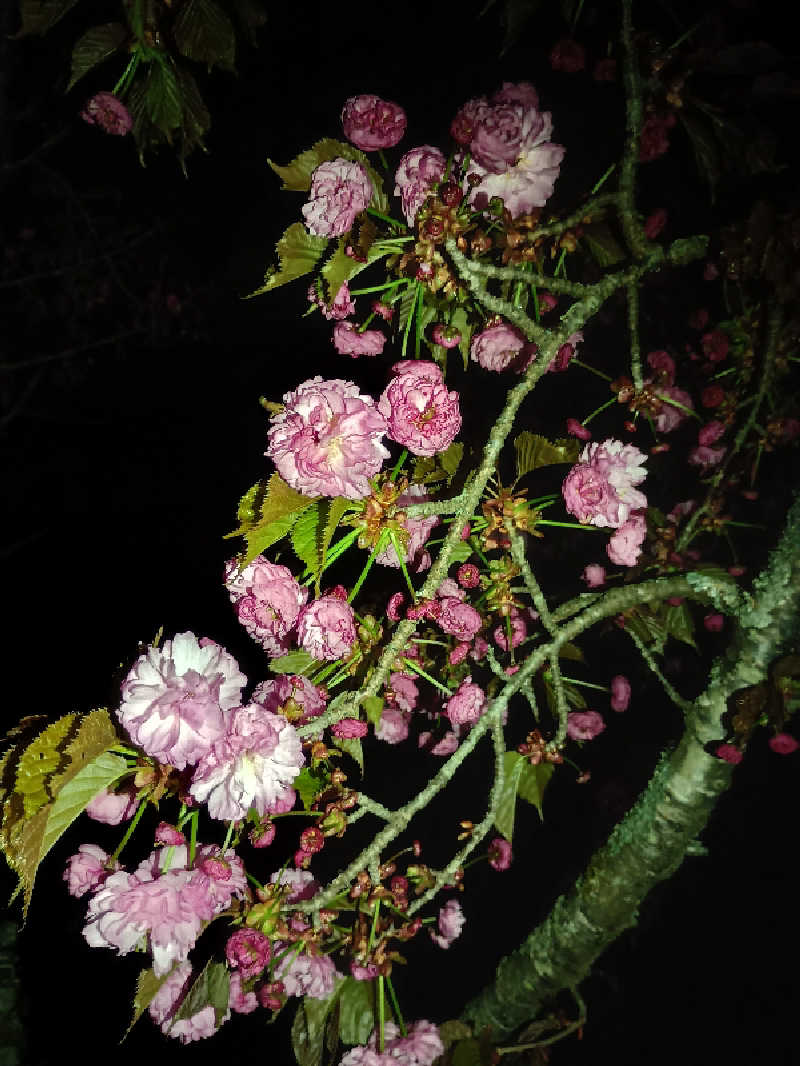 フコロミオンさんの天然温泉 ふみぞの湯のサ活写真