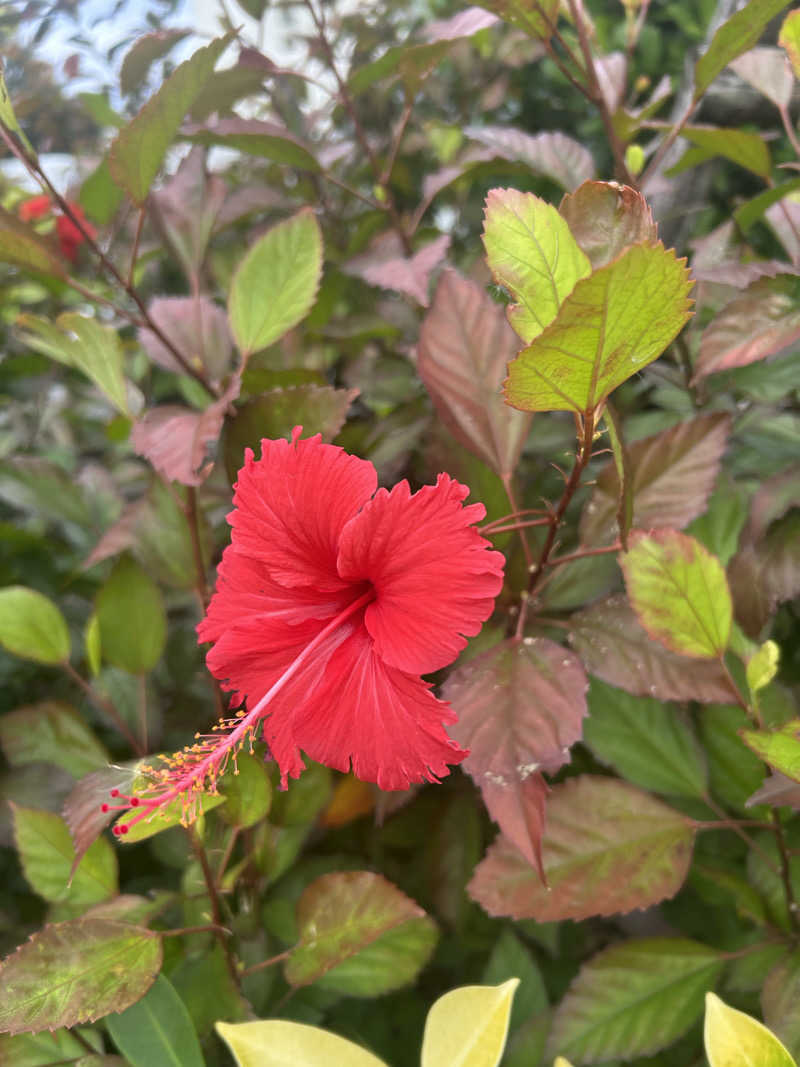 サウナ王子さんのさふぃスパ沖縄(ととのえ親方監修)byラグナガーデンホテルのサ活写真