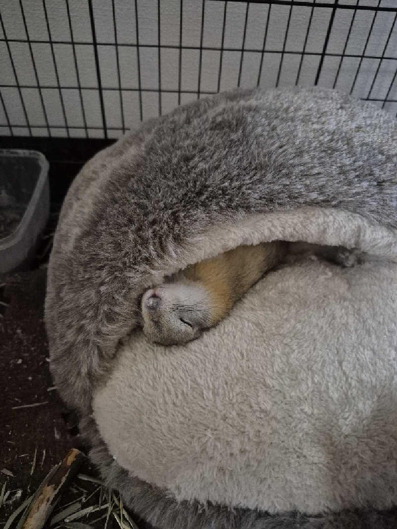 陰キャ系引き籠りぼっちサウナー2.0さんのむろらん温泉ゆららのサ活写真