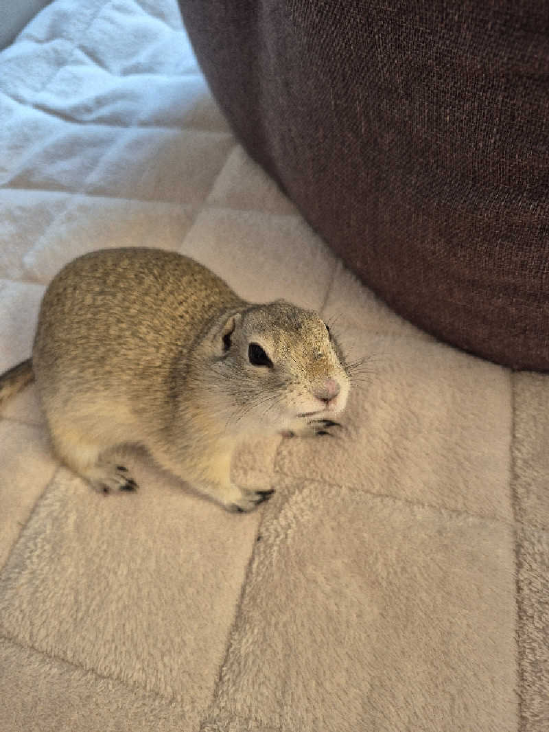 陰キャ系引き籠りぼっちサウナー2.0さんの楽々温泉のサ活写真