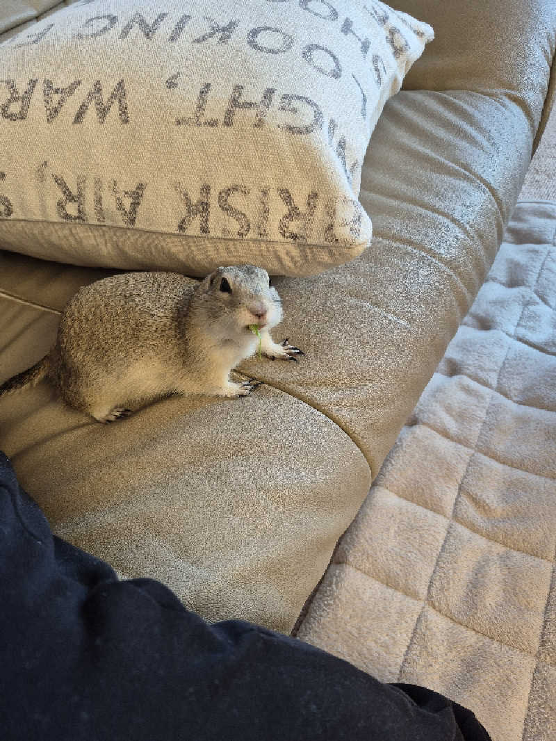 陰キャ系引き籠りぼっちサウナー2.0さんの楽々温泉のサ活写真